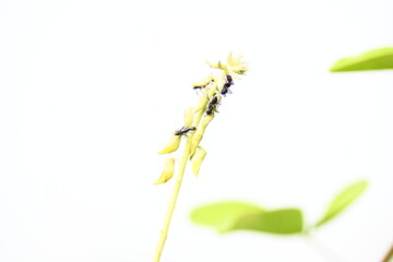 Ants on yellow flower plant. The image shows a close-up of a plant with yellow flowers and a cluster of ants crawling on it. The background is blurred, focusing attention on the plant and insects.