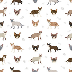 Obraz premium Kucing Malaysia cat clipart. All coat colors set. All cat breeds characteristics infographic. Vector illustration