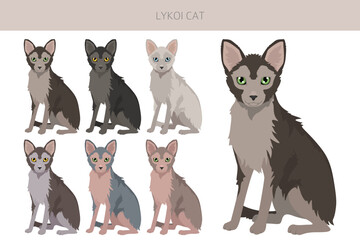 Obraz premium Lykoi Cat clipart. All coat colors set. All cat breeds characteristics infographic. Vector illustration