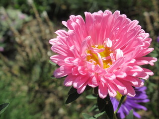 Zbliżenie na kwiat rośliny z gatunku aster © Kumulugma