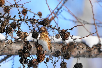 枝に止まるカシラダカ