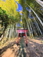 Fototapeta premium 稲荷と竹林