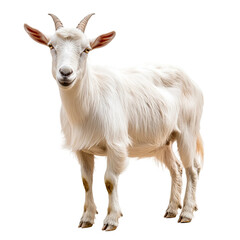 Fototapeta premium white goat standing looking at camera isolated on a white background