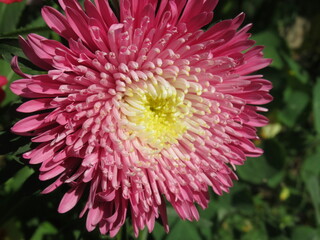 Zbliżenie na kwiat rośliny z gatunku aster © Kumulugma