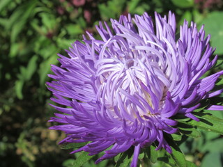 Zbliżenie na kwiat rośliny z gatunku aster © Kumulugma