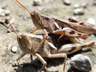 Two Brown Grasshoppers Mating on a Gravel Surface