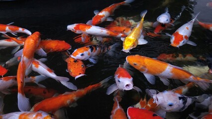 Top view of fancy Koi fish or Japanese Koi carp swimming freely in the healthy pond