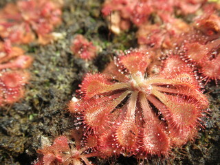 Zbliżenie na roślinę z gatunku drosera spatulata © Kumulugma