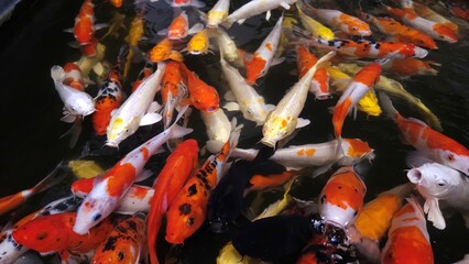 Top view of fancy Koi fish or Japanese Koi carp swimming freely in the healthy pond