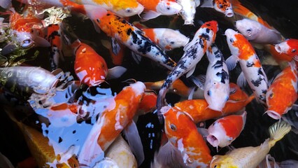 Many Koi fish or colorful fancy carps swimming in a pond and finding food. A bustling view of...