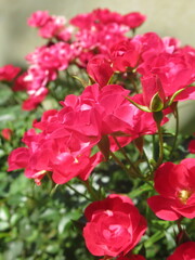 Zbliżenie na róże © Kumulugma