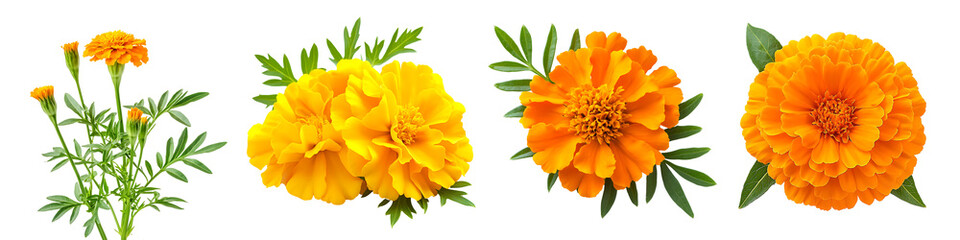 Set of a vibrant orange marigold flower with green leaves, isolated on a transparent background.