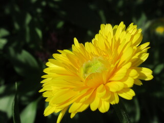 Zbliżenie na kwiat nagietka © Kumulugma