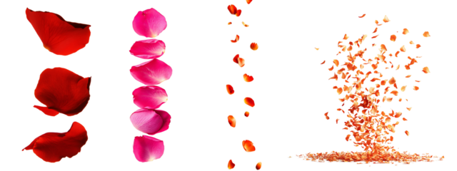 Set of beautiful flying rose petals, isolated on a transparent background.