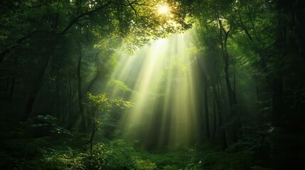 Obraz premium Lush tropical landscape with palm trees and misty mountains at dawn in a serene environment