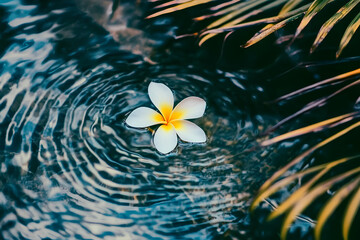 Beautiful white flower floating on water surrounded by gentle ripples and lush greenery in a serene outdoor setting