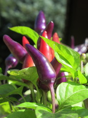 Zbliżenie na owoce papryki chili © Kumulugma