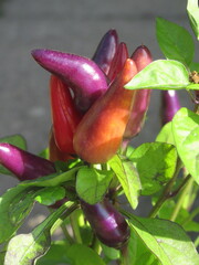 Zbliżenie na owoce papryki chili © Kumulugma