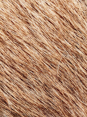 Close-Up Texture of Light Brown Animal Fur with Detailed Strands and Natural Patterns