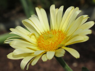 Zbliżenie na kwiat nagietka © Kumulugma