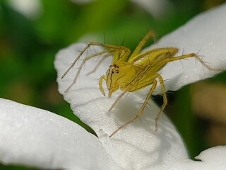 A Close-Up of a Yellow Jumping Spider on a White Flower Petal