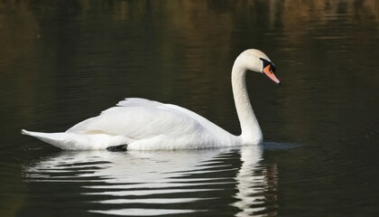 Obraz premium Majestic swan with outstretched wings glides gracefully on a tranquil pond.