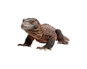 Obraz premium A reddish-brown lizard with dark brown/black markings on a black background.