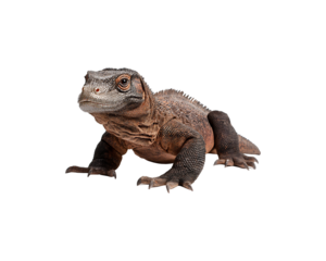 A reddish-brown lizard with dark brown/black markings on a black background.