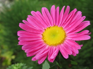 Zbliżenie na kwiat rośliny z gatunku aster © Kumulugma