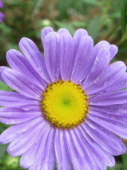 Zbliżenie na kwiat rośliny z gatunku aster © Kumulugma