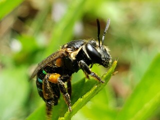 Close-up of a Black and Yellow Bee on a Green Leaf