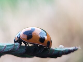 Ladybug with Orange and Black Markings on a Green Leaf