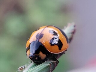 A Close-Up of a Ladybug on a Green Stem