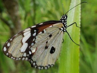 A White and Black Butterfly with Spots on a Green Leaf