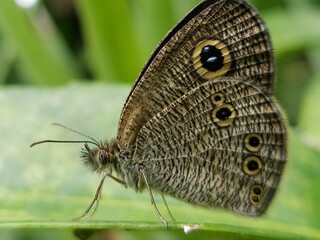 Obraz premium A Close-up of a Brown Butterfly with Eye-like Markings on its Wings