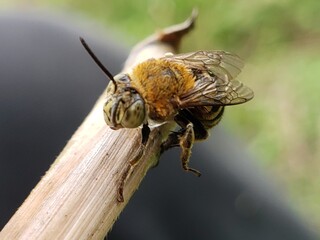 A Bee Perched on a Stem with its Wings Folded