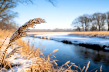 Fototapeta premium Frosty reeds by winter river, snow-covered banks, sunny winter day, nature scene for calendar or website