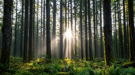 Obraz premium Sunlight Rays Illuminate Forest in Tranquil Nature Scene