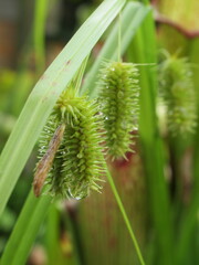 Zbliżenie na kwiaty trawy torfowej © Kumulugma