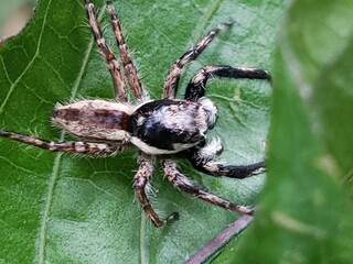 Close-up of a black, white, and brown spider on a green leaf