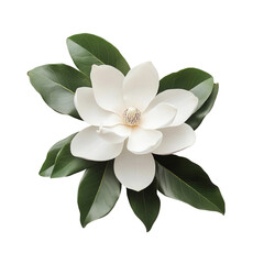 A white magnolia flower with green leaves around it isolated on a white background
