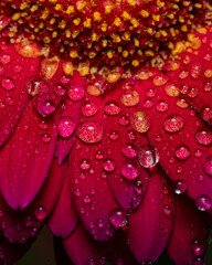 Red flower with water drops