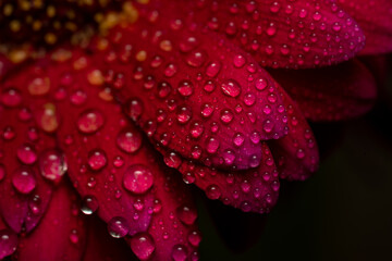 Red flower with water drops