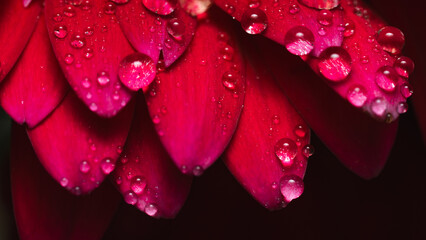 Red flower with water drops