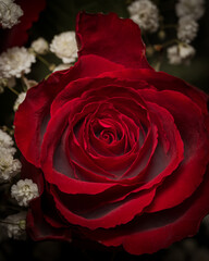 red rose with water drops