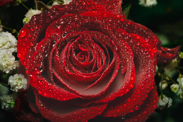 red rose with water drops