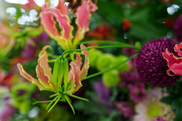 満開に咲くグロリオサの花、Glory lily、Flame lily 、Climbing lily 、Gloriosa superba