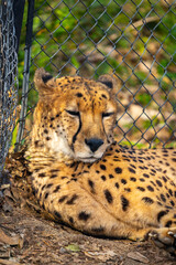 チーターの写真