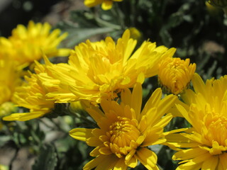 Zbliżenie na kwiat nagietka © Kumulugma