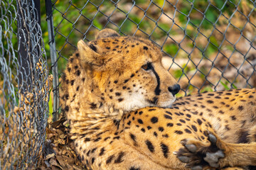 チーターの写真